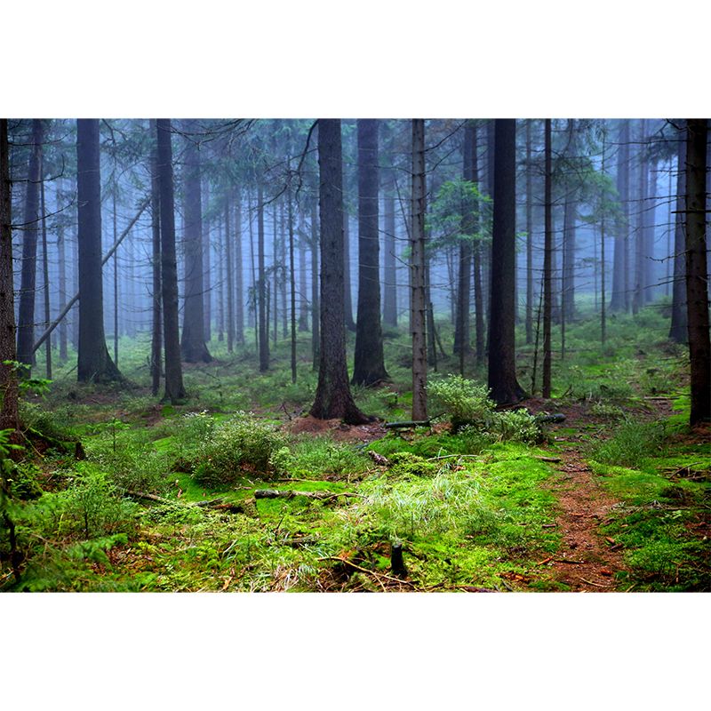 Huge Forest Mural Horizontal Photography Wall Covering for Living Room