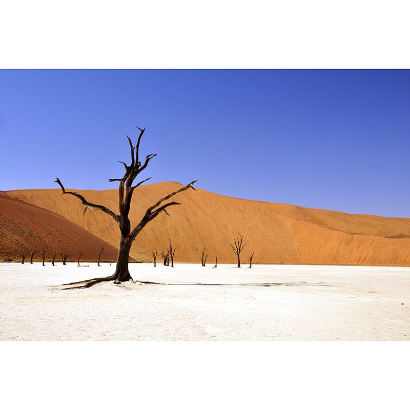 Photography Mural Living Room Contemporary Stain Resistant Desert Wall Mural