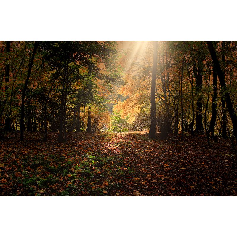 Forest Landscape Mural Wallpaper Home Decor Personalized Size Mural Wallpaper for Dining Room