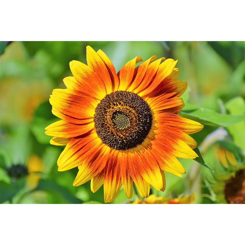 Sunflower Wall Covering for Living Room Flower Mural, Moisture-Resistant