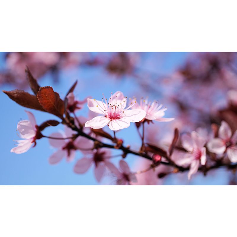 Cherry Blossoms Mural for Living Room Decoration in Pink, Made to Measure