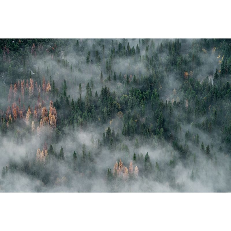 Photography Stain Resistant Wall Mural Wallpaper Quiet Forest Sitting Room Wall Mural