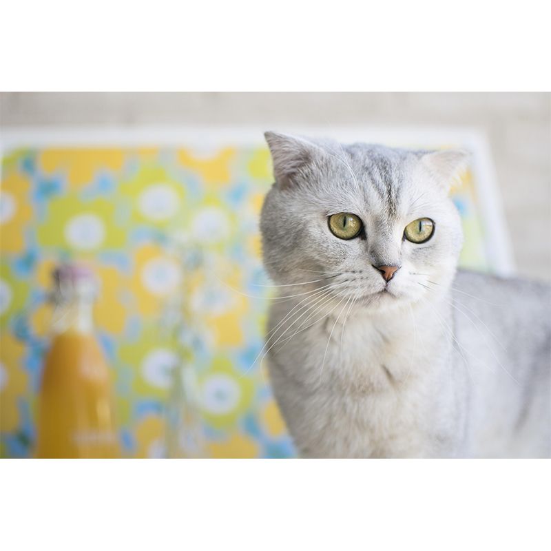 Contemporary Folds Cat Mural Environment Friendly Wall Art for Living Room