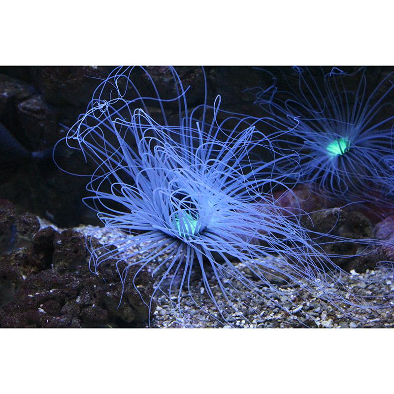 Seabed Swimming Creatures Mural Wallpaper Moisture-Resistant Wall Covering for Home