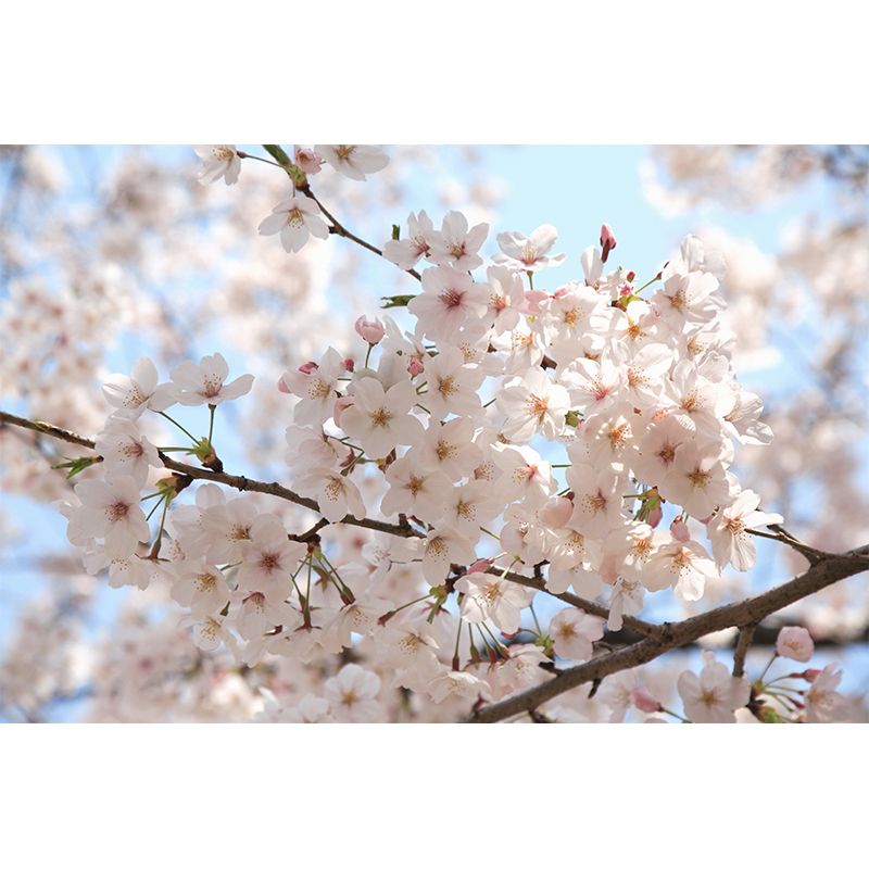 White Floral Design Wall Mural Moisture Protection Asian Dining Room Wall Covering