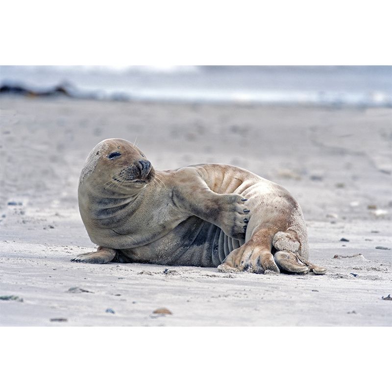 Sea Seal Wall Covering for Living Room Bedroom Water Resistant, Made to Measure