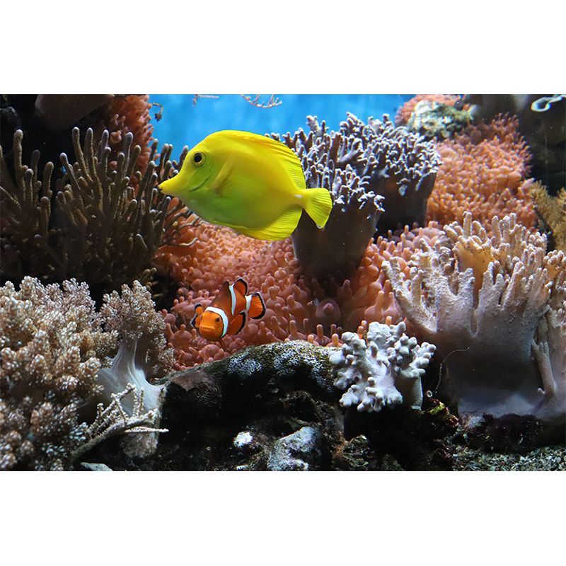 Photography Seabed Mural Decal Blue Wall Decor for Living Room, Custom Size