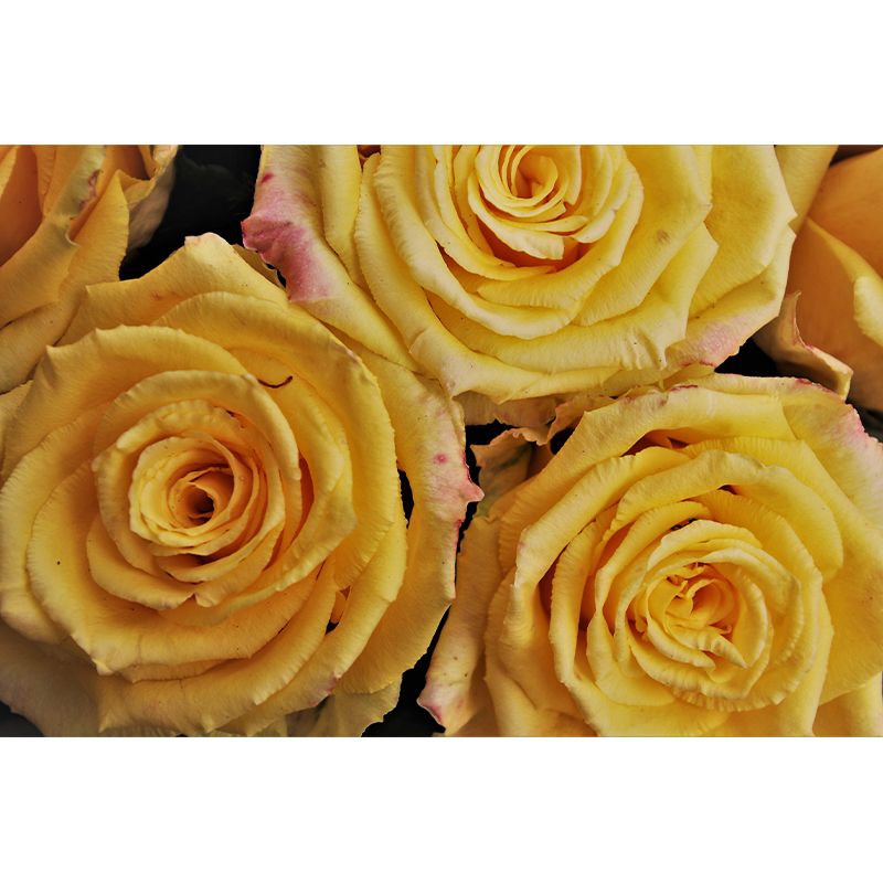 Flowers Photography Wallpaper Environment Friendly Mildew Resistant Indoor Wall Mural