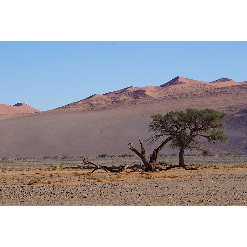 Desert Landscape Wall Mural Wallpaper Modern Style Mildew Resistant for Room