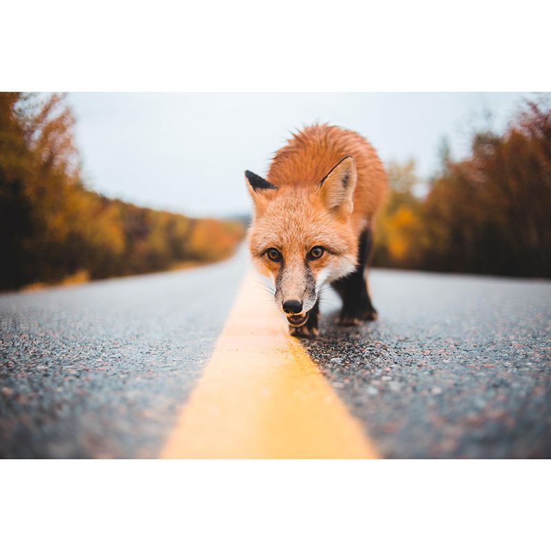 Eco-Friendly Wild Animal Mural Horizontal Photography Room Wall Mural