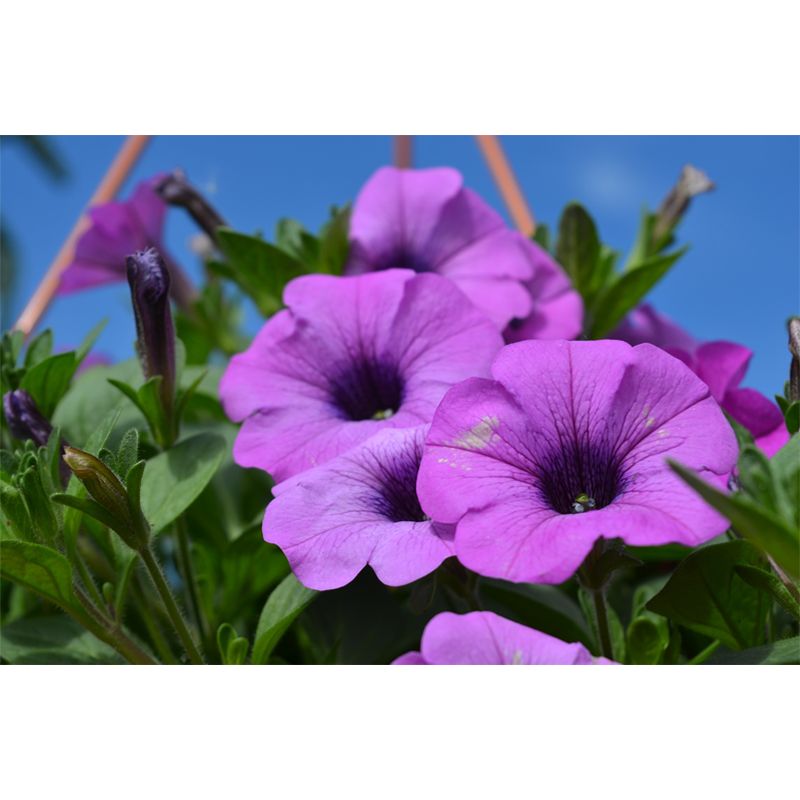 Morning Glory Mural Wallpaper Contemporary Bathroom Wall Covering, Waterproofing