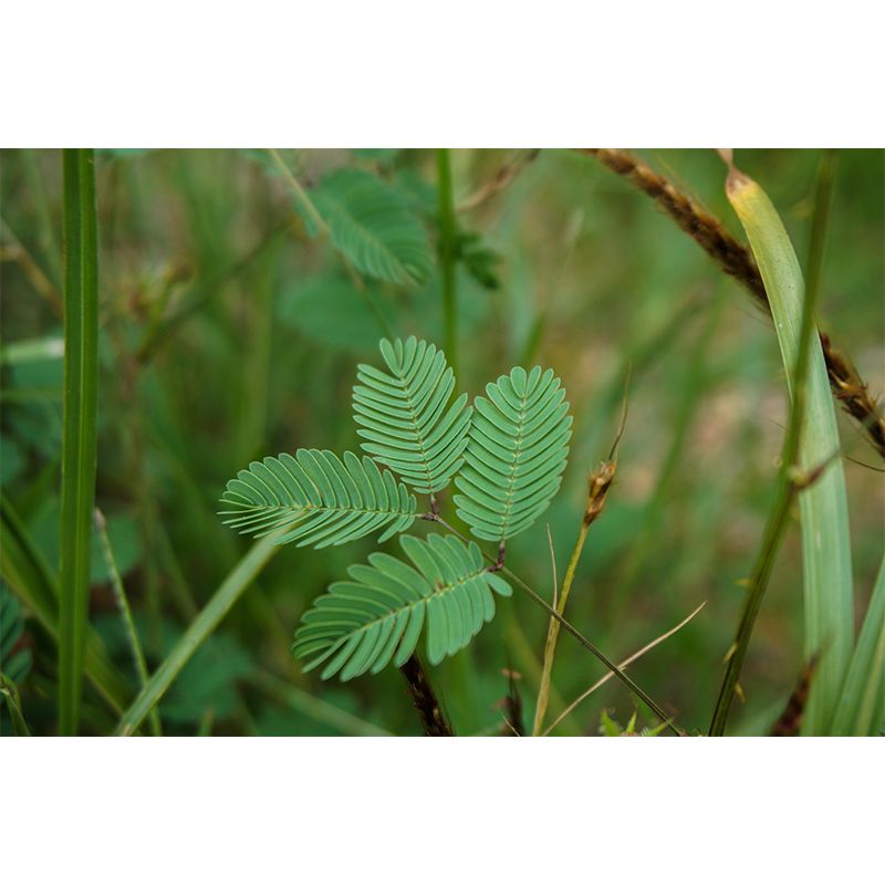 Contemporary Mimosa Home Mural Mildew Resistant Wall Decor for Bedroom