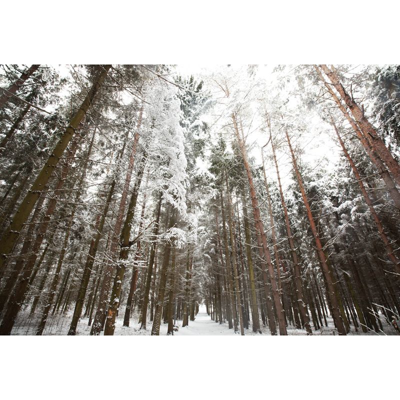 Brown Modern Art Mural Full Size Looking Up to Snow Forest Wall Covering for Living Room