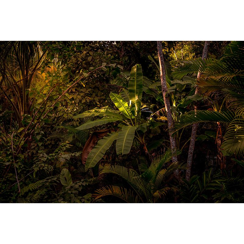 Modern Style Photography Wall Mural Wallpaper Forest Bedroom Wall Mural