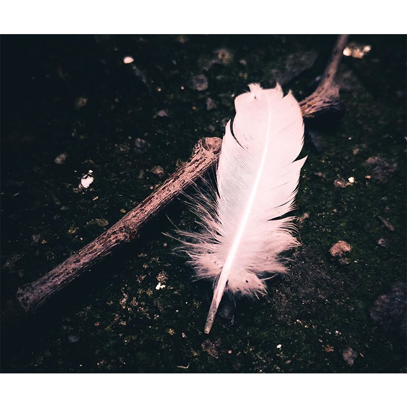 Horizontal Photography Bird Feather Mural Eco-friendly Decorative Wallpaper Wall Decor