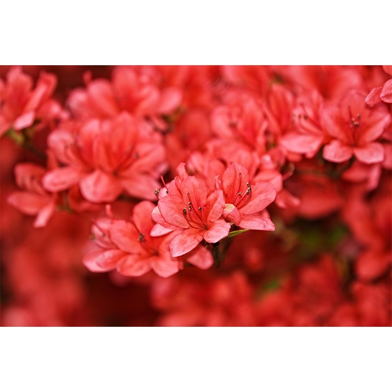 Contemporary Rhododendron Wall Mural Moisture Decorative Eco-friendly for Home Decor