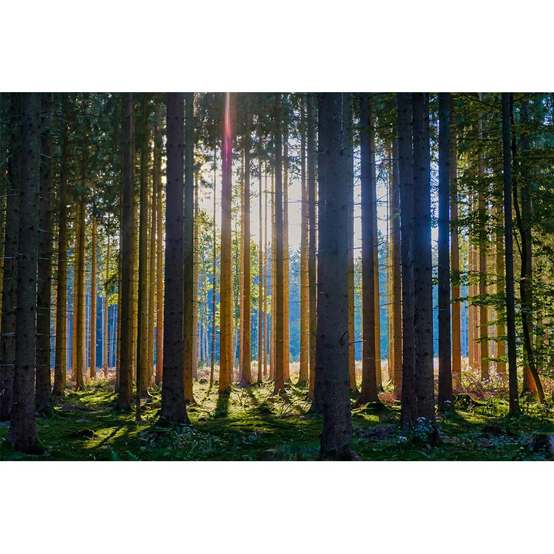 Forest Wall Mural Contemporary Photography Wall Covering for Wall Decor