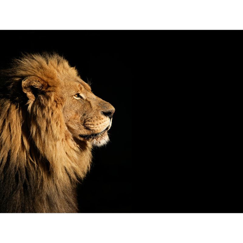 Brown Lion Side-Face Mural Wallpaper Water Resistant Wall Decor for Bedroom, Optional Size