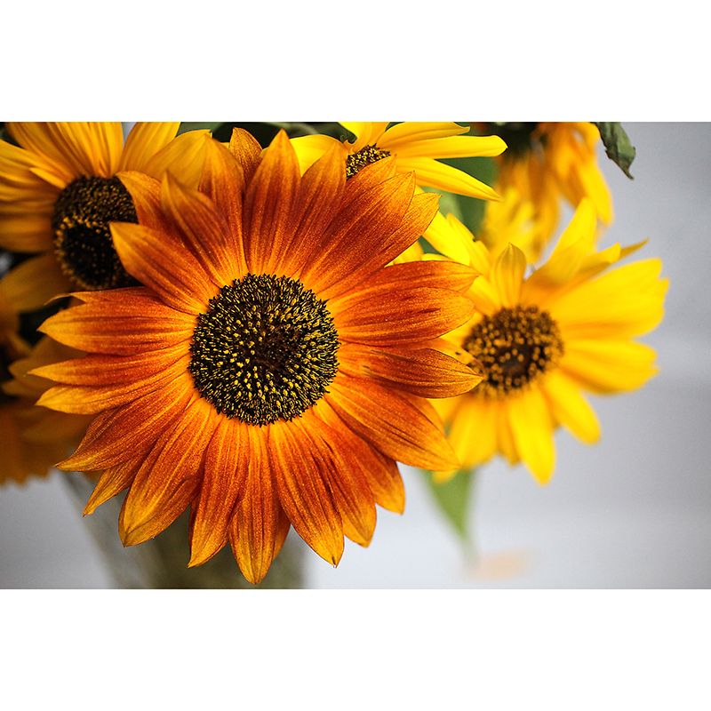 Minimalism Style Yellow Sunflower Wall Mural for Sitting Room, Water Resistant