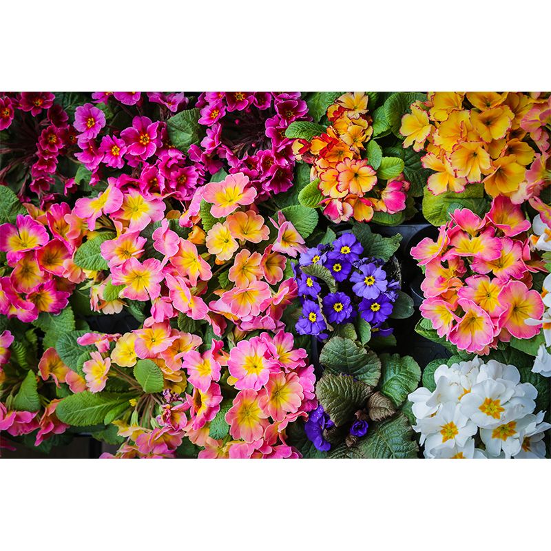 Customized Primrose Mural Wall Covering Eco-friendly Wallpaper for Bedroom