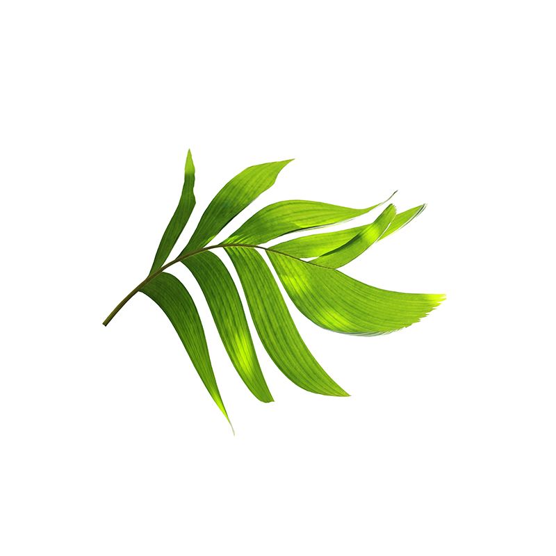 Tropical Palm Leaf Mural Soft Color Stain Resistant Wall Art for Living Room