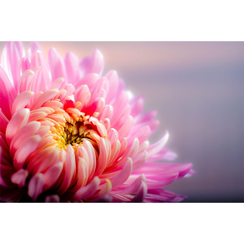 Chrysanthemum Wall Mural Photography Horizontal Modern Living Room Wall Covering