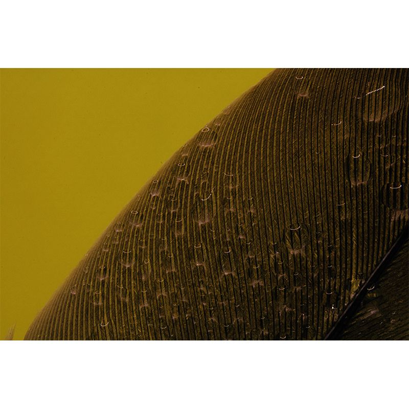 Horizontal Photography Feather Mural Eco-friendly Decorative Wallpaper Home Decor