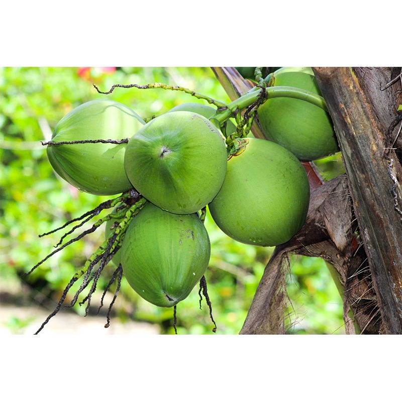 Fashionable Wall Mural Coconut Pattern Living Room Wall Mural