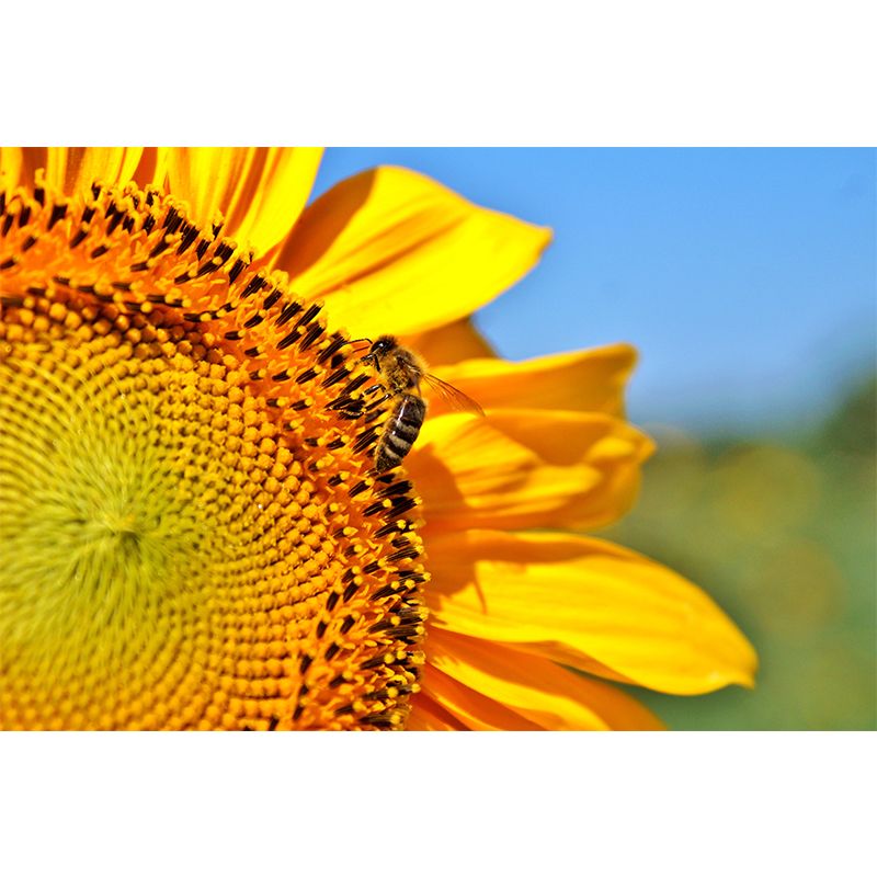 Sunflower Flower Mural Water-Resistant Wall Covering for Sleeping Room