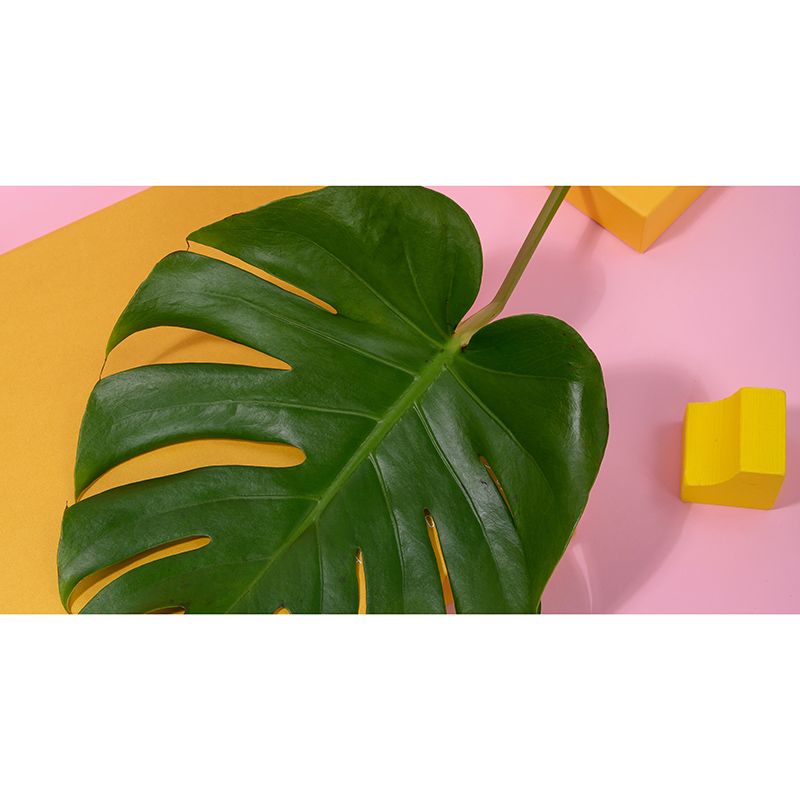 Tropical Plant Monstera Wall Mural for Sitting Room Decoration, Waterproofing, Custom-Made