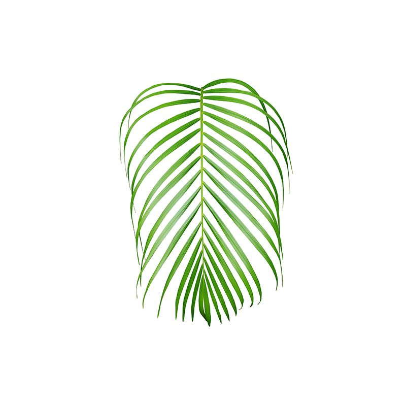 Environment Friendly Tropical Plant Mural Wallpaper Decorative Wall Art for Home