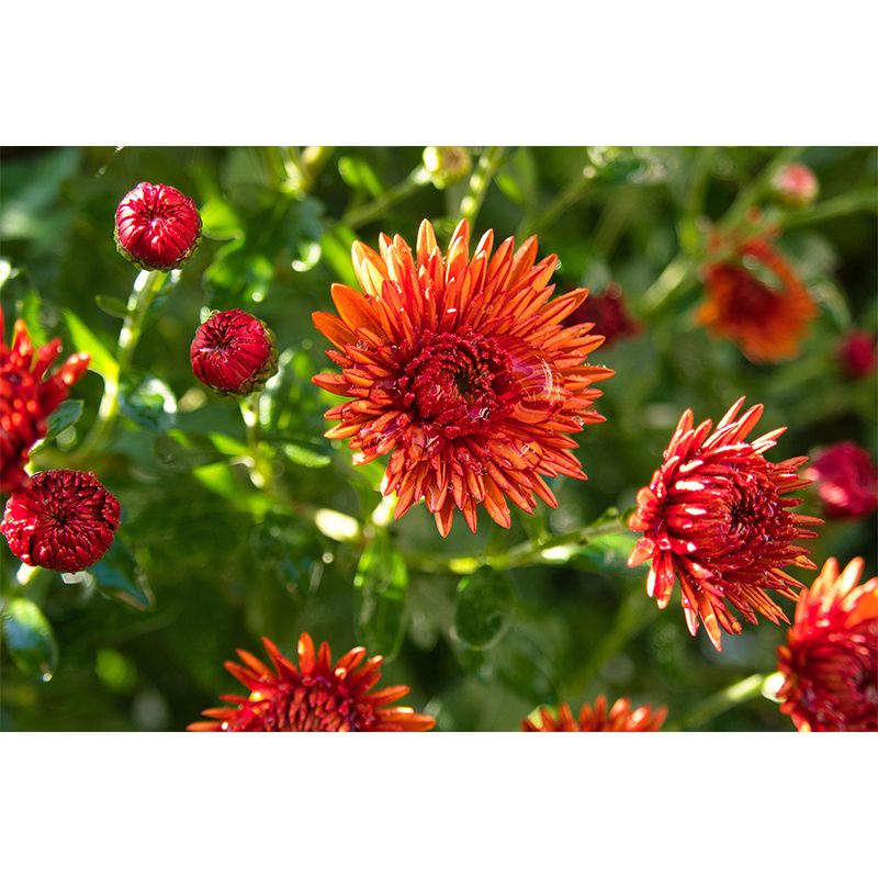 Customized Asters Mural Decal Eco-friendly Wallpaper for Living Room Wall Art