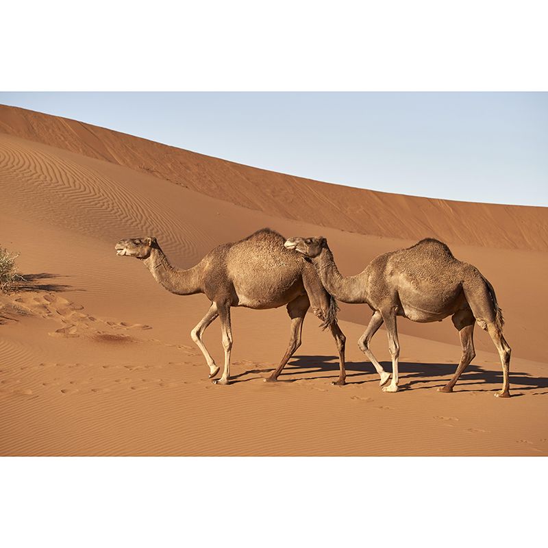 Photography Camel Mural Wallpaper for Sitting Room Decor Multiple Sizes Available