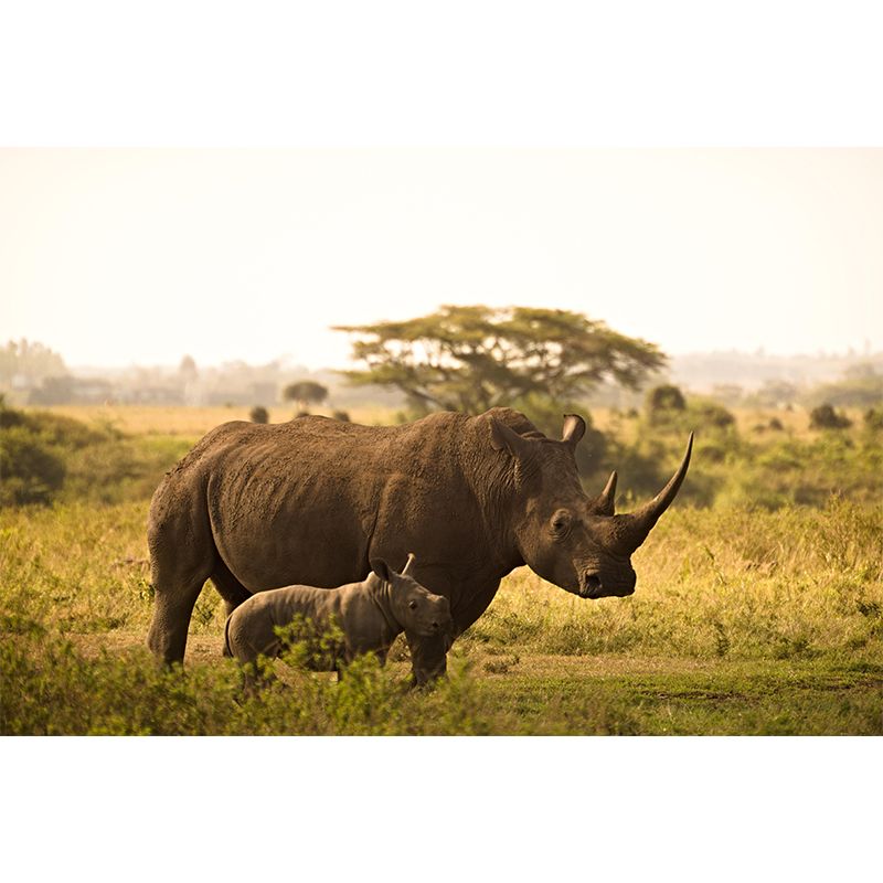 Photography Rhino Mural Wall Decor Mildew Resistant Living Room Wall Mural Wall Art