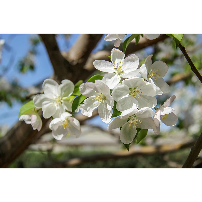 Customized Blooming Begonia Mural Wallpaper Contemporary for Guest Room Decor