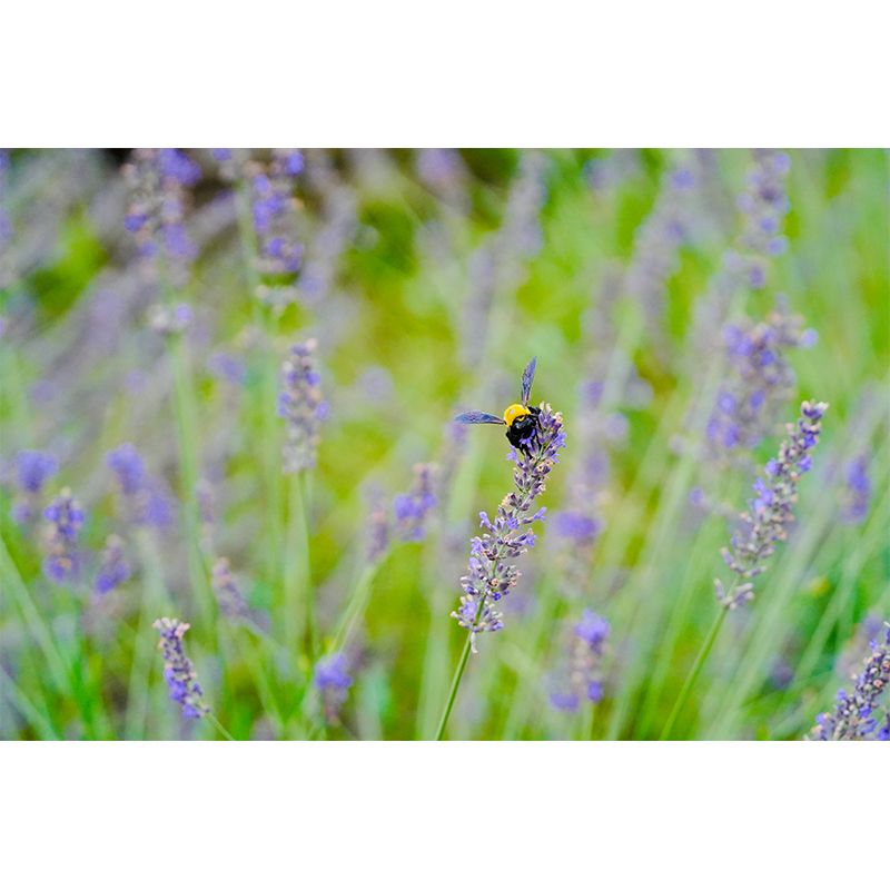 Purple Lavender Mural Wallpaper Modernism Wall Art for Home, Made to Measure