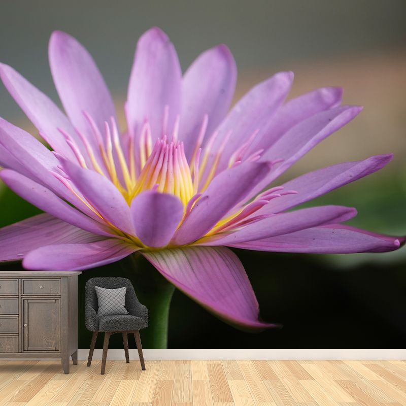 Beautiful Pink Lotus Removable Wall Mural for Sleeping Room, Moisture Resistant