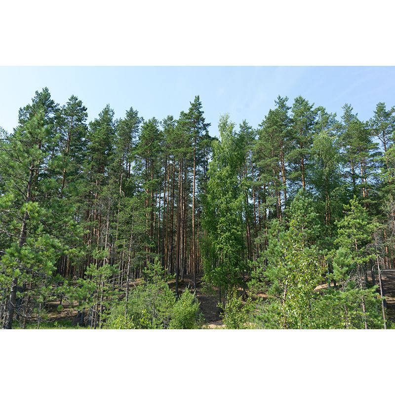 Modern Style Forest Mural Full Size Wall Art for Sleeping Room, Water Resistant