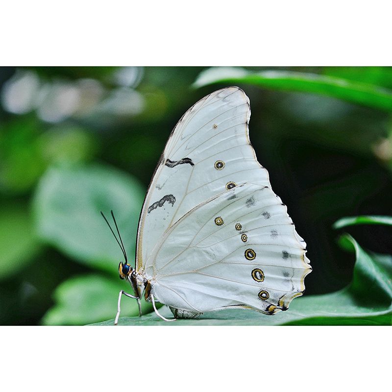 Customized Tropical Butterfly Mural Horizontal Photography for Sleeping Room Decoration