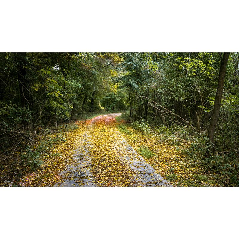 Forest Wall Murals Contemporary Environment Friendly Wall Art for Bedroom