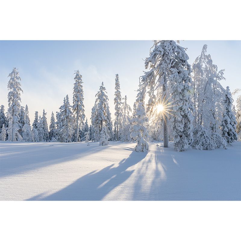 Winter Forest Mural Wallpaper Modern Decorative Washable, Custom Size Available