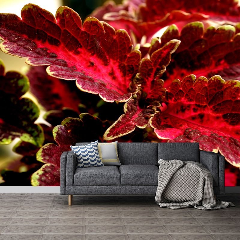 Coleus Amboinicus Mural Wall Paper Home Decorations for Kitchen Sitting Room
