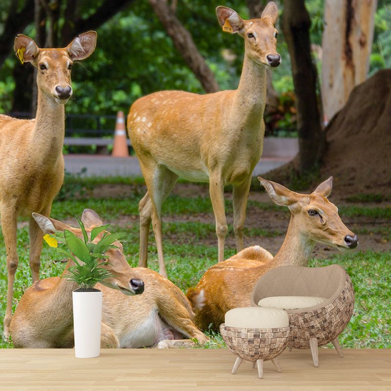 Deer Animal Wall Mural Wallpaper Photography Horizontal Wall Decor for Home