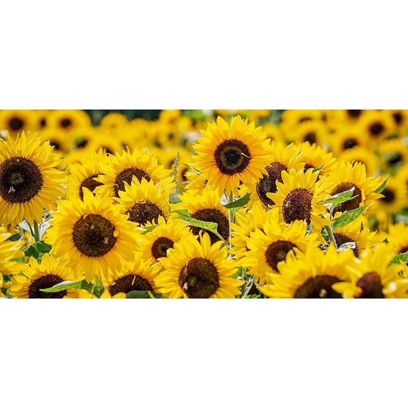 Modern Style Mural Wallpaper Flowers Photography Indoor Wall Mural