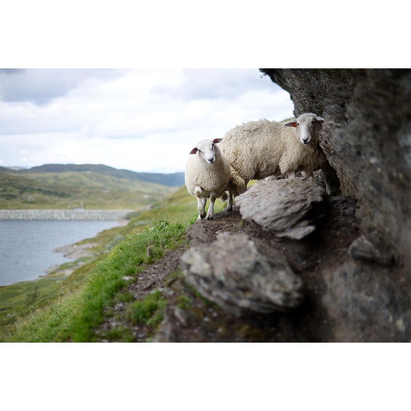 Customized Docile Sheep Mural Decal Eco-friendly Wallpaper for Living Room Wall Art