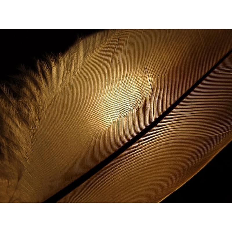 Washable Stain Resistant Mural Wallpaper Feather Indoor Wall Mural