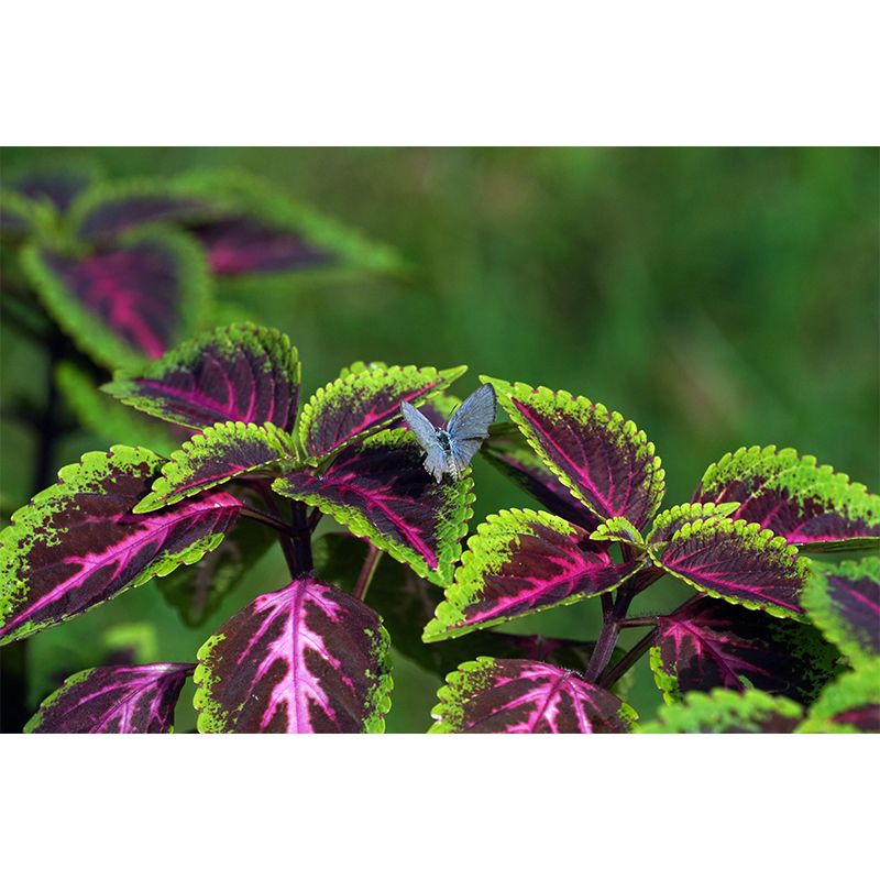 Coleus Leaves Mural Wallpaper Stain Resistant Wall Covering for Living Room