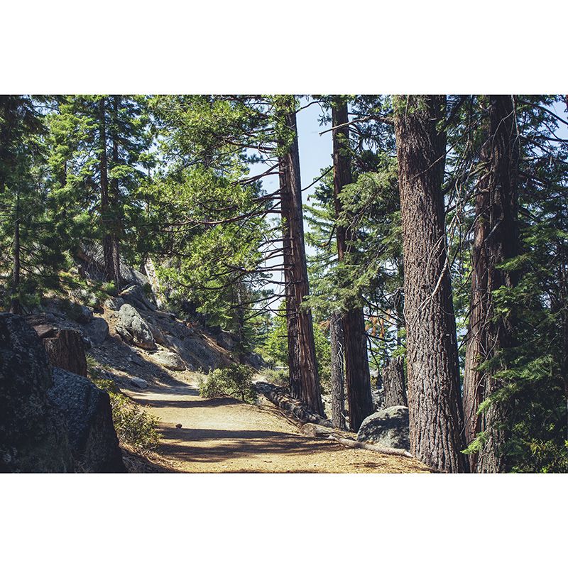 Green Forest Mural Decal Modern Stain Proof Bedroom Wall Decor, Made to Measure