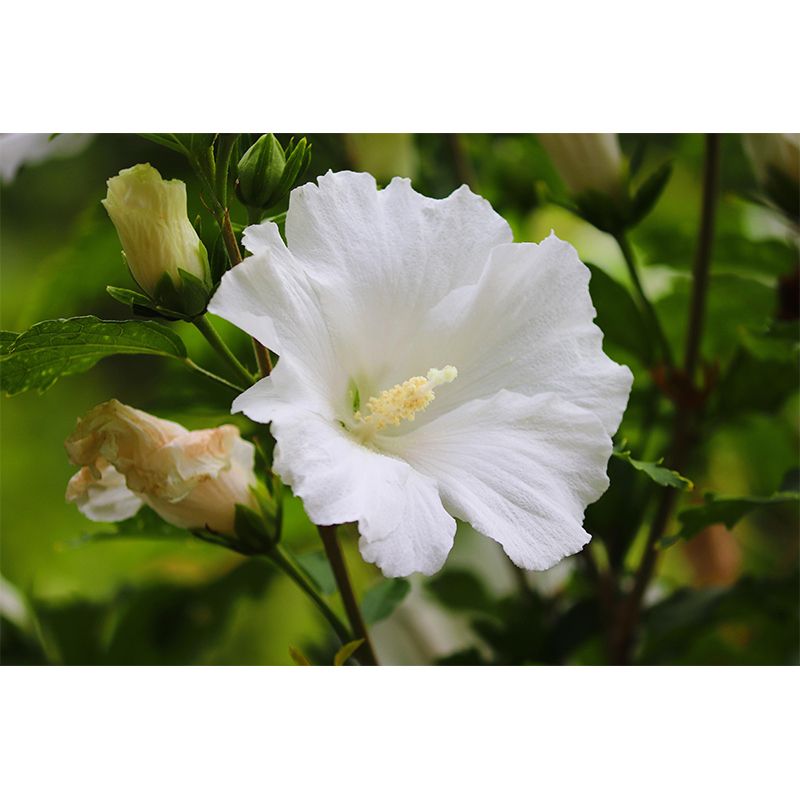 Photography Style Hibiscu Blossing Mural Wallpaper Modern Wall Covering for Living Room