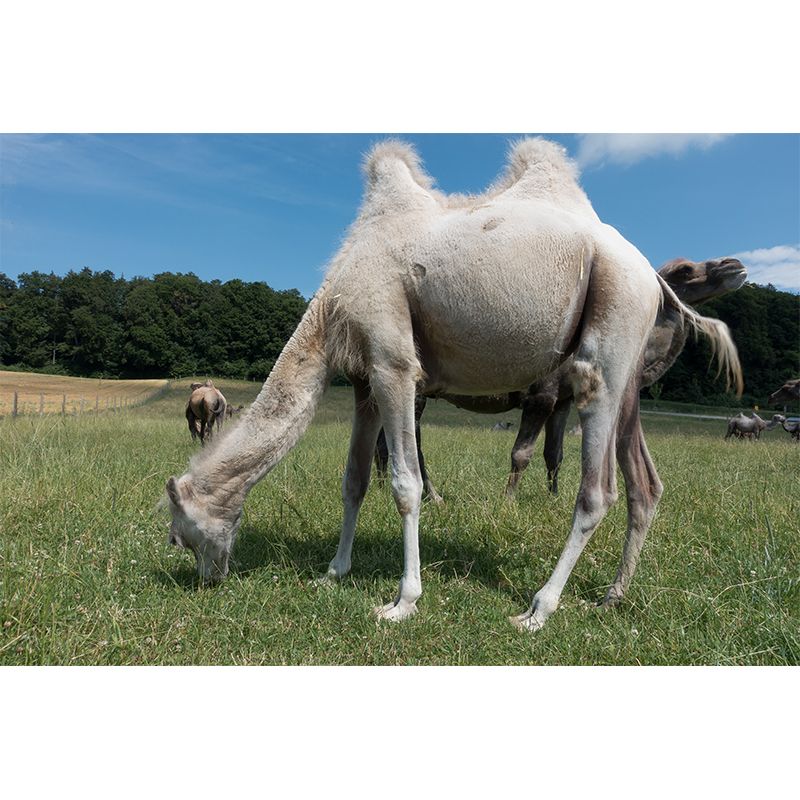 Desert Camel Wallpaper for Bedroom, Waterproofing, Custom Size Available